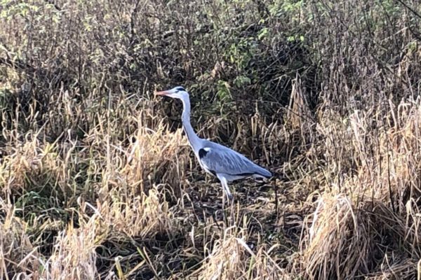 a heron standing next to a canal tow path